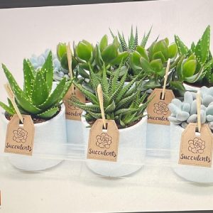 mini cactus de diferentes formas