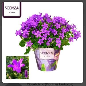 Campanula de flor morada