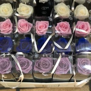 rosas preservadas