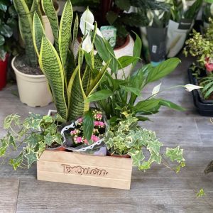 cajita de madera con 5 plantas variadas