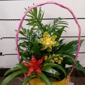 Cesta compuesta por phalenopsis , Guzmán tempo diefembachia y spathipyllum, canasto de mimbre