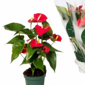 Anthurium rojo tamaño m 14 planta de interior con luz y riego una vez cada 10 días