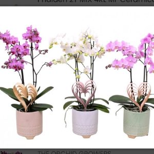 Phalenopsis con macetero