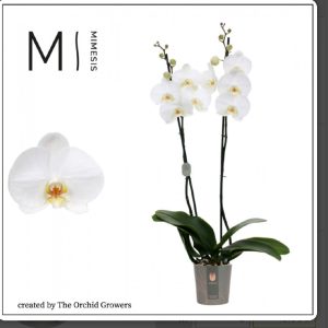 Phalenopsis sin macetero