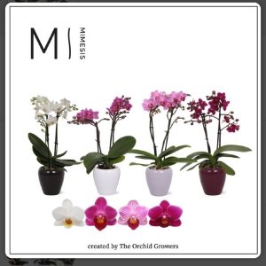 Phalenopsis mini con macetero